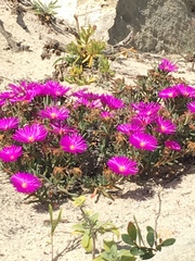 Lampranthus ceriseus