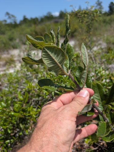 Image of Asclepias tomentosa by (c) Scott Allen Davis, some rights reserved (CC BY)