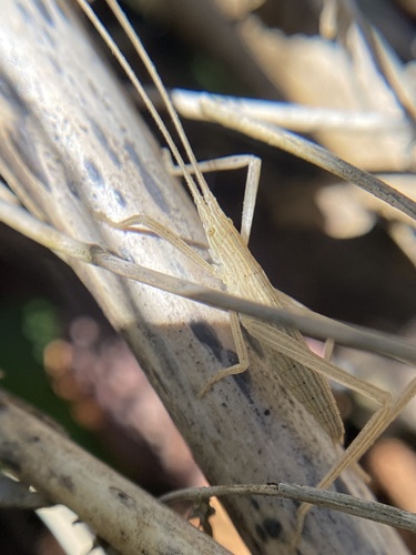 Aphractus acuminatus observed 2025-05-02