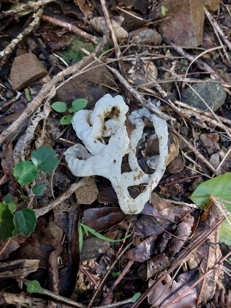 Ileodictyon cibarium · May 2025 · photo: © kiwialli (iNaturalist, cc-by)