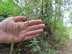 Bromus sitchensis