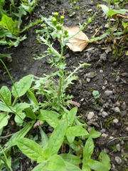 Senecio vulgaris