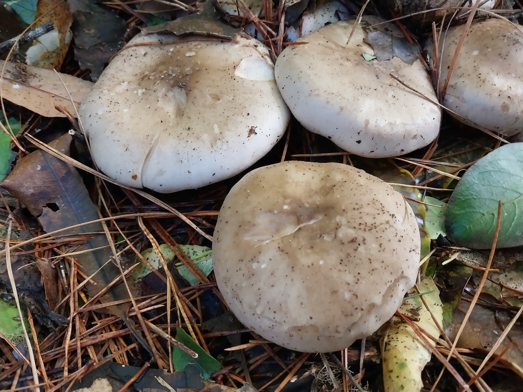 Clitocybe nebularis · May 2025 · photo: © kiwialli (iNaturalist, cc-by)