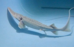 Amu Darya Sturgeon photo 2