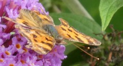 Polygonia c-album