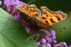 Polygonia c-album