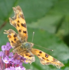 Polygonia c-album