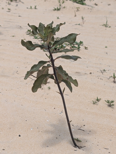 Image of Asclepias tomentosa by (c) Scott Allen Davis, some rights reserved (CC BY)