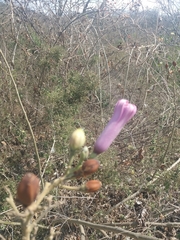 Ipomoea carnea carnea