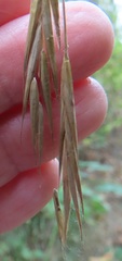 Bromus sitchensis