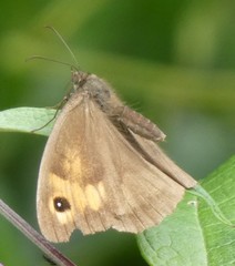 Maniola jurtina