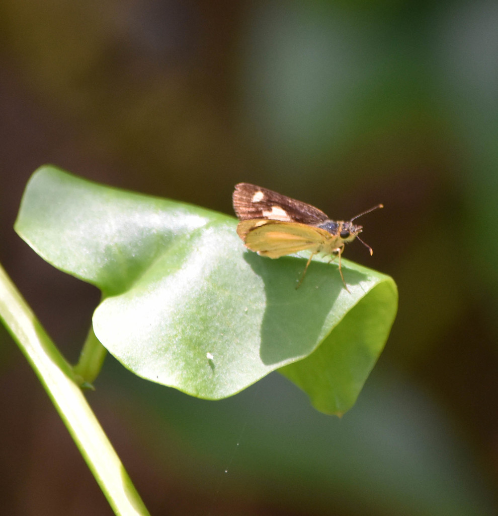 Schaus' Skipperling