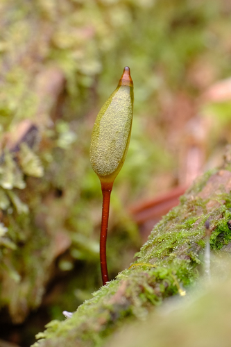 Buxbaumia piperi