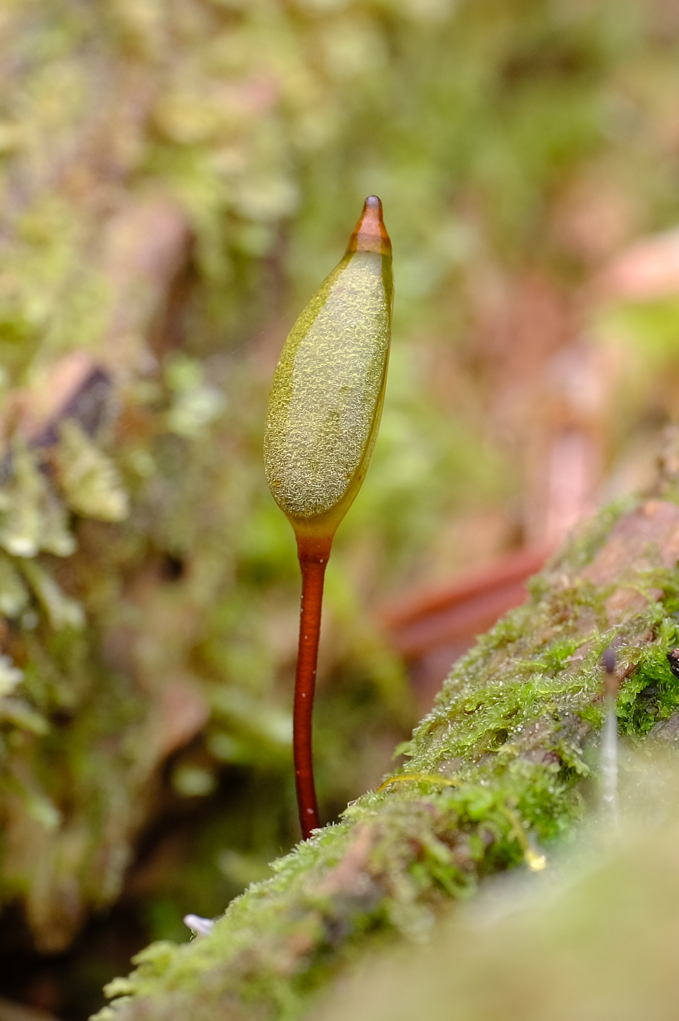 Buxbaumia piperi