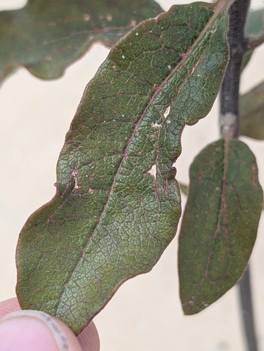 Image of Asclepias tomentosa by (c) Scott Allen Davis, some rights reserved (CC BY)