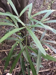 Pseudopanax crassifolius × lessonii
