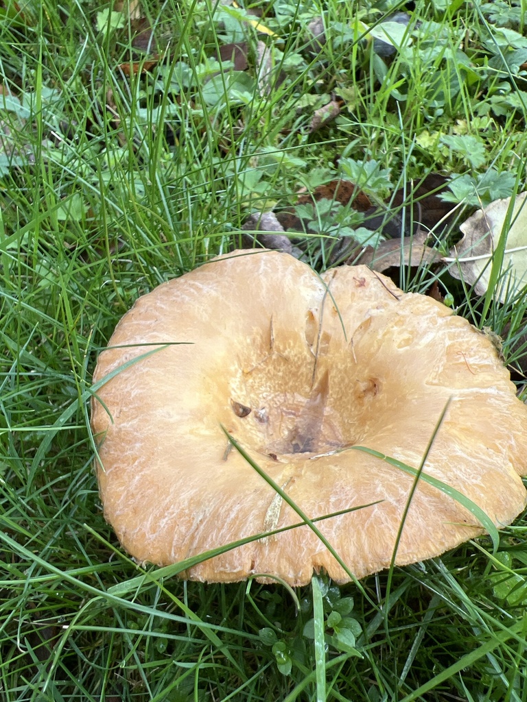 Lactarius pubescens · May 2025 · photo: © slick_stan (iNaturalist, cc0)