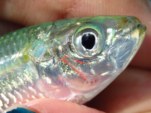 Round sardinella (Sardinella aurita) — Clupeidae — 2