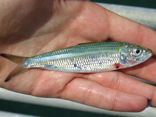 Round sardinella (Sardinella aurita) — Clupeidae