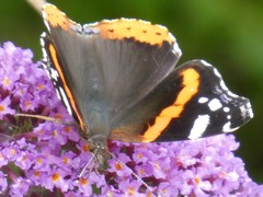 Vanessa atalanta