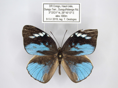 Hewitsonia congoensis