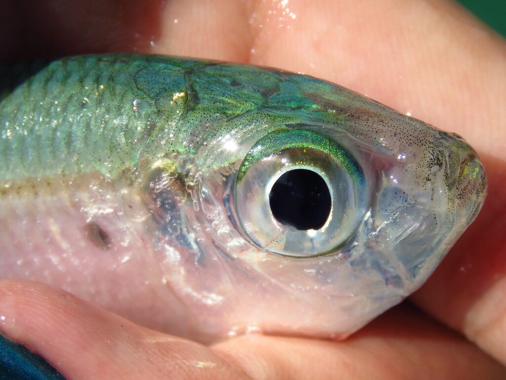 Scaled sardine (Harengula jaguana) — Clupeidae