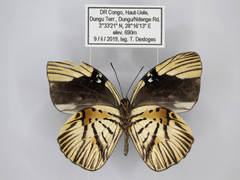 Hewitsonia congoensis