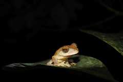 Rhacophorus margaritifer