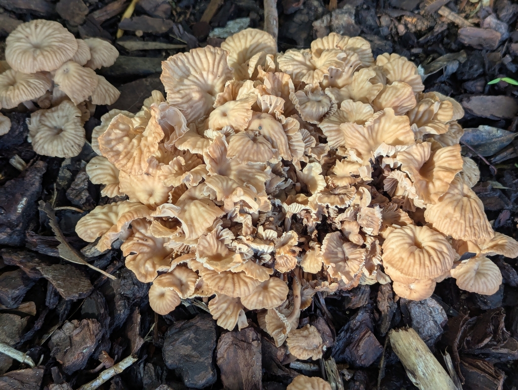 Collybia kurara · May 2025 · photo: © rosiekstein (iNaturalist, cc-by)