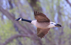 Canada Goose photo 1