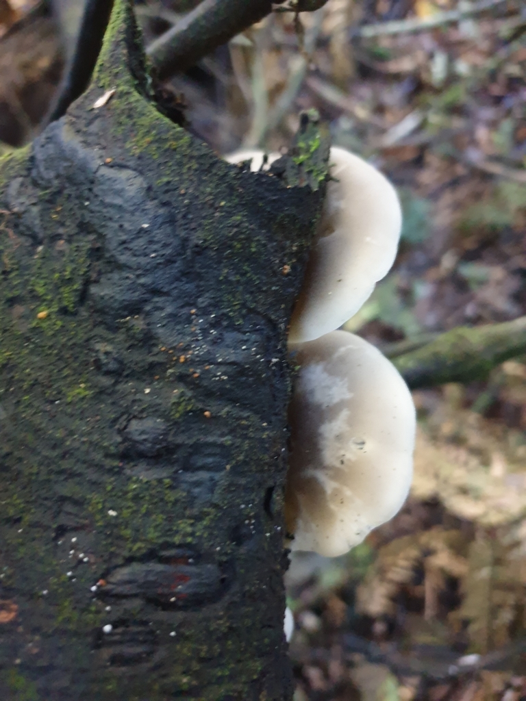 Conchomyces bursiformis · May 2025 · photo: © samlasham (iNaturalist, cc0)