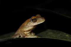 Rhacophorus margaritifer