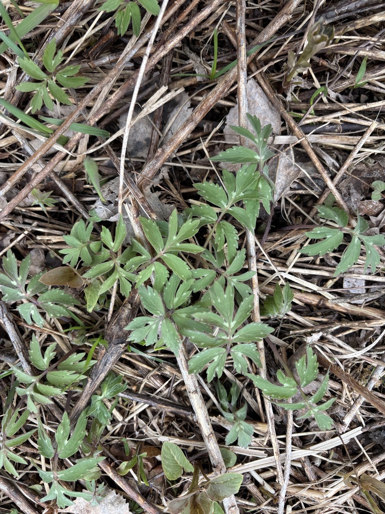 Wisconsin Waterleaf Virginia waterleaf from Milladore, WI, US on May 2, 2025 at 01:16 PM by ...