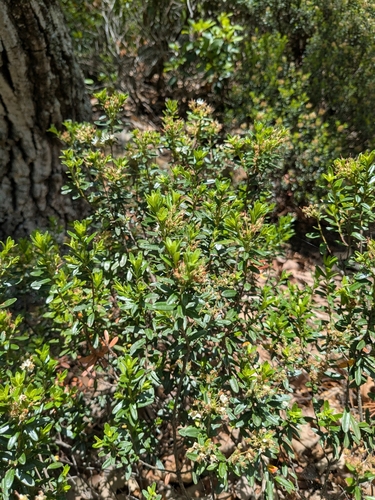 Image of Kalmia buxifolia by no rights reserved