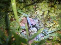 Limnonectes microdiscus