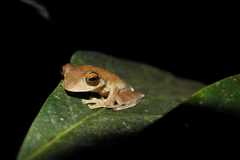 Rhacophorus margaritifer