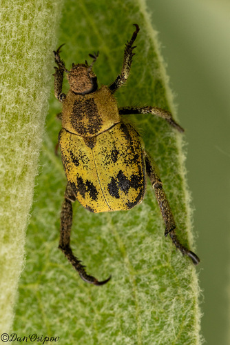 iNaturalist observation photo of Monkey Beetles