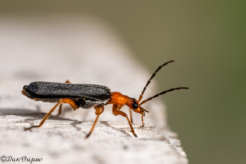 iNaturalist observation photo of Downy Leather-winged Beetle