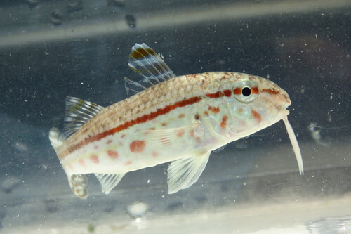Goatfish (Mullus auratus) — Mullidae