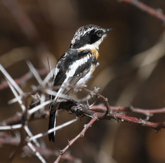 Batis pririt affinis