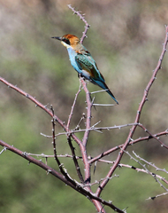 Merops apiaster