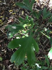 Pseudopanax crassifolius × lessonii