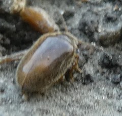 Coleoptera