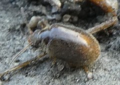 Coleoptera