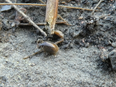 Coleoptera