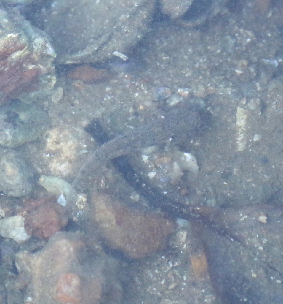 Pseudogobius gastrospilus