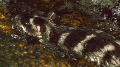 Chironectes minimus