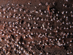 Physarum leucophaeum