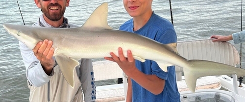Blacknose Shark photographed in South Carolina