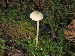 Hemimycena lactea